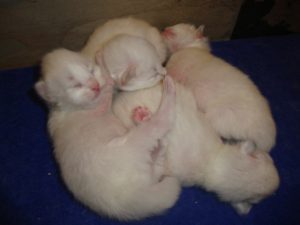 Blue Lion Cattery: Newborn kittens!