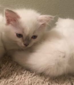 Lilac Male Kitten out of Ashley