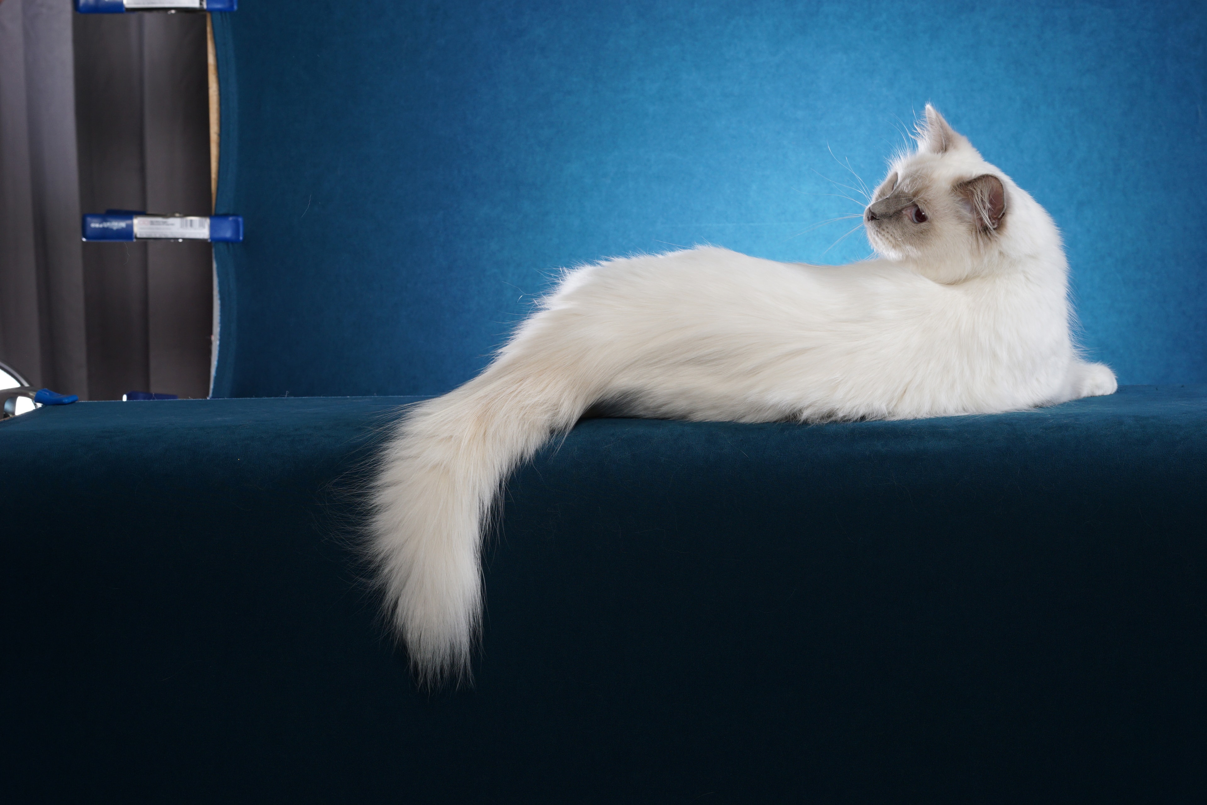 Brushing a long-haired cat