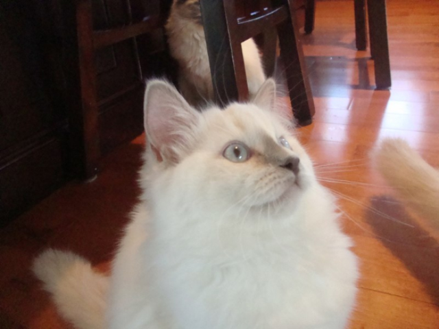 White Ragdoll cat on wooden floor
