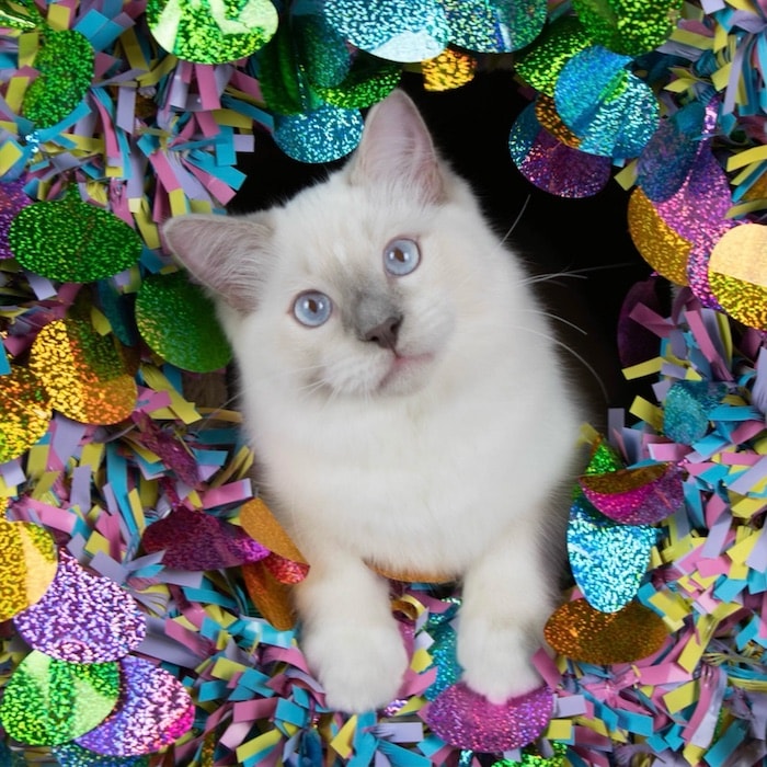 White kitten with colorful confetti background