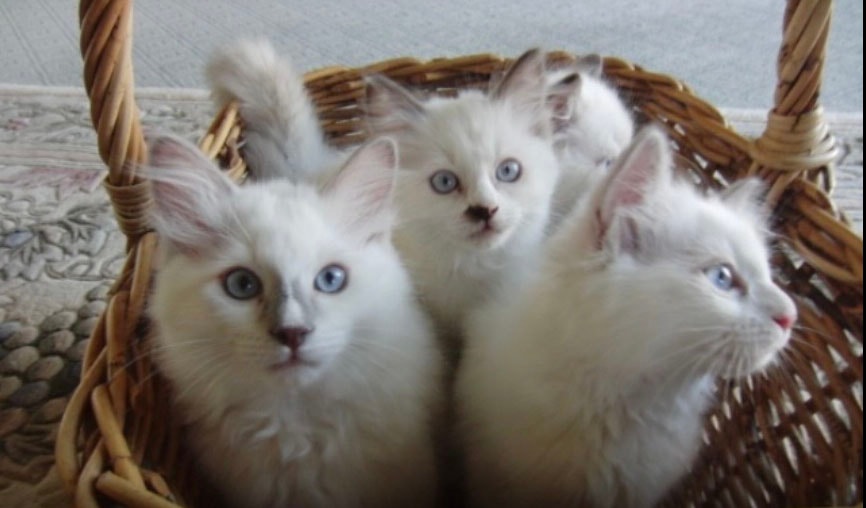 Three white kittens in a wicker basket