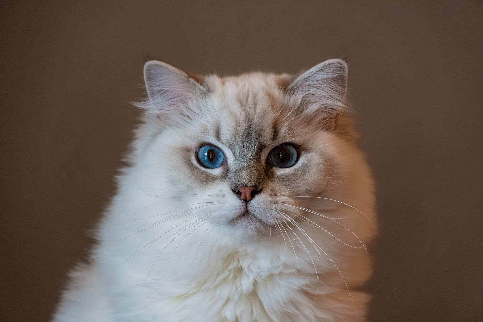 Olivia Blue Mitted Lynx Ragdoll portrait with blue eyes