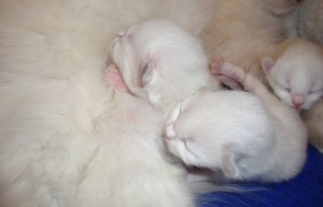 Newborn kittens snuggling