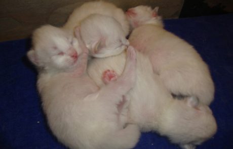 Blue Lion Cattery: Newborn kittens!