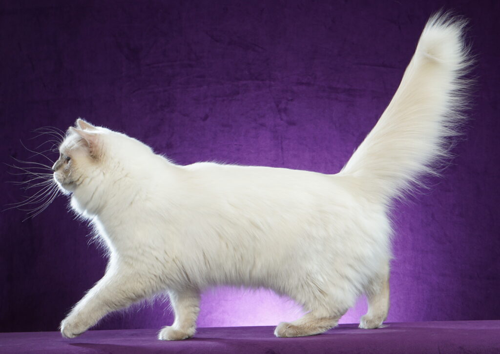 King Charles - The Blue Lion Cattery