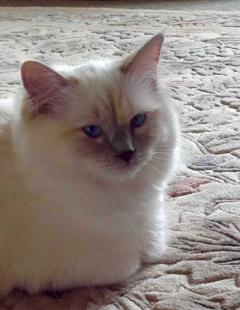 Queen Ladybug - The Blue Lions Cattery