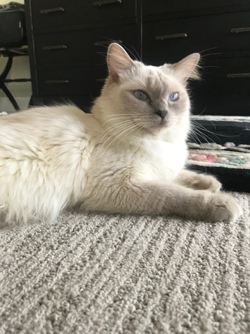 Queen Ashley - The Blue Lion Cattery