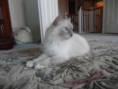 Queen Lily - The Blue Lions Cattery