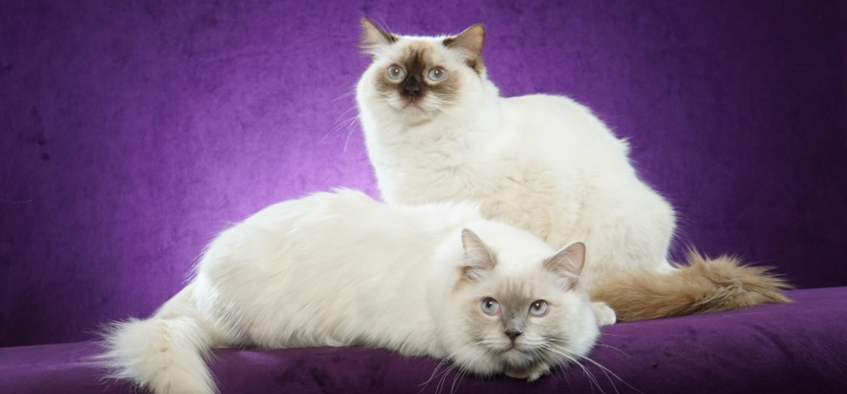 Beautiful - The Blue Lion Cattery